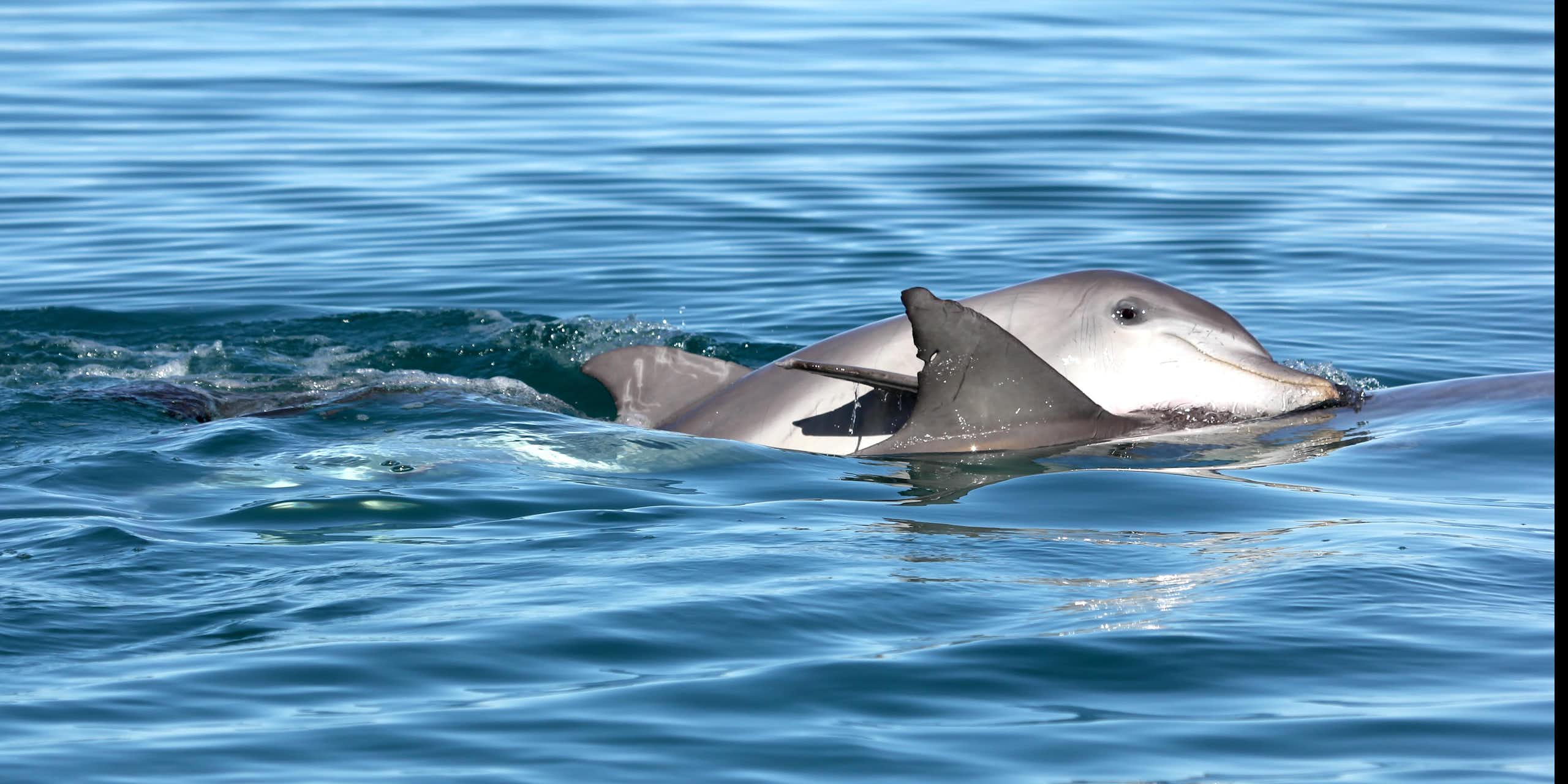 Photo showing two dolphins swimming together closely.