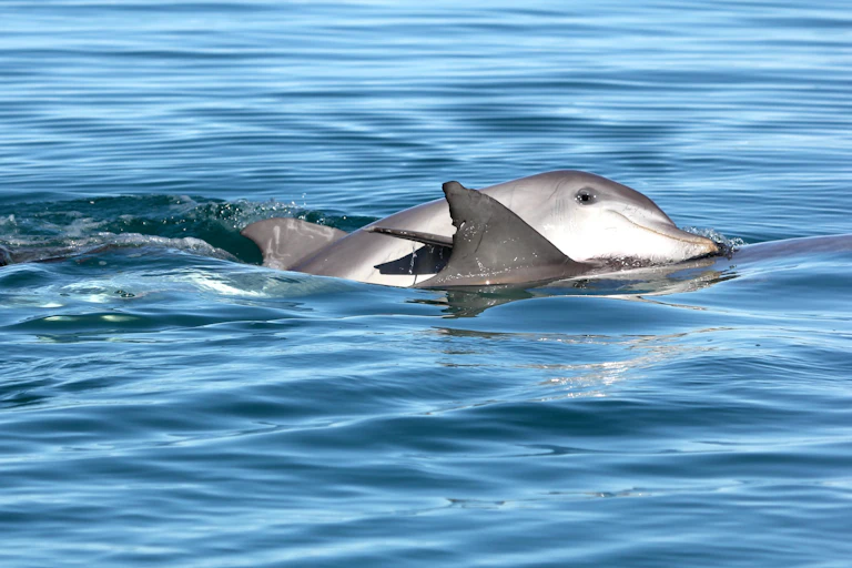 Photo showing two dolphins swimming together closely.