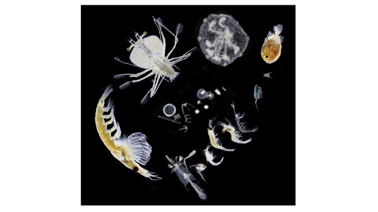 A variety of zooplankton, tiny marine animals of different shapes and sizes, against a black background