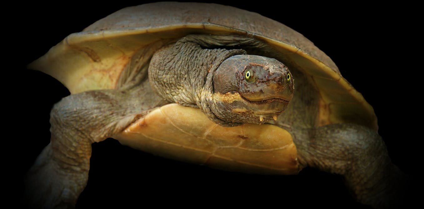 Turtle embryos speed up development to hatch in the safety of a group