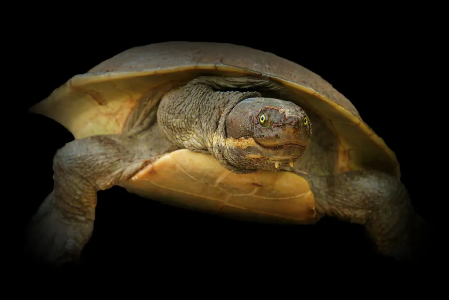 Accelerating Turtle Turtle embryos speed up development to hatch in the safety of a group