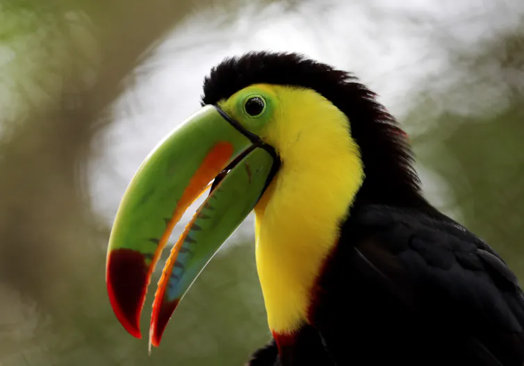 A yellow and black toucan.