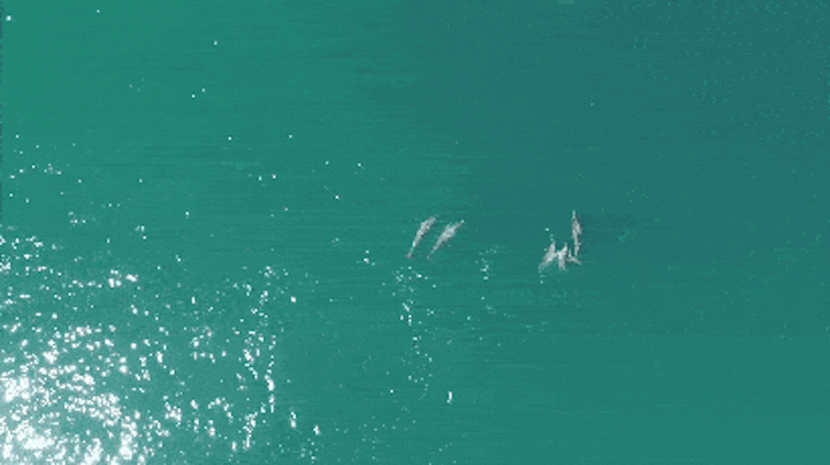 Short aerial video of dolphins chasing each other around in the water.
