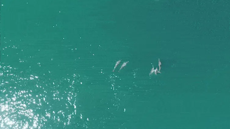 Short aerial video of dolphins chasing each other around in the water.