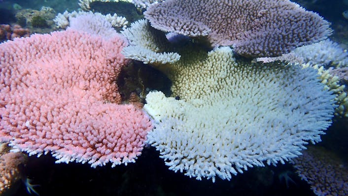 several round flat corals of different colours with just one a stark white