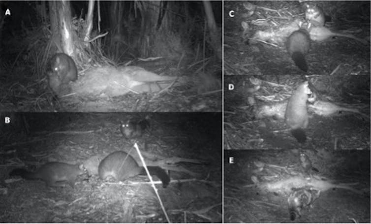 Montage of camera trap images showing brushtail possums at kangaroo carcasses