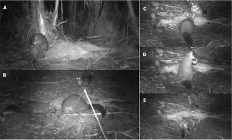 Montage of camera trap images showing brushtail possums at kangaroo carcasses