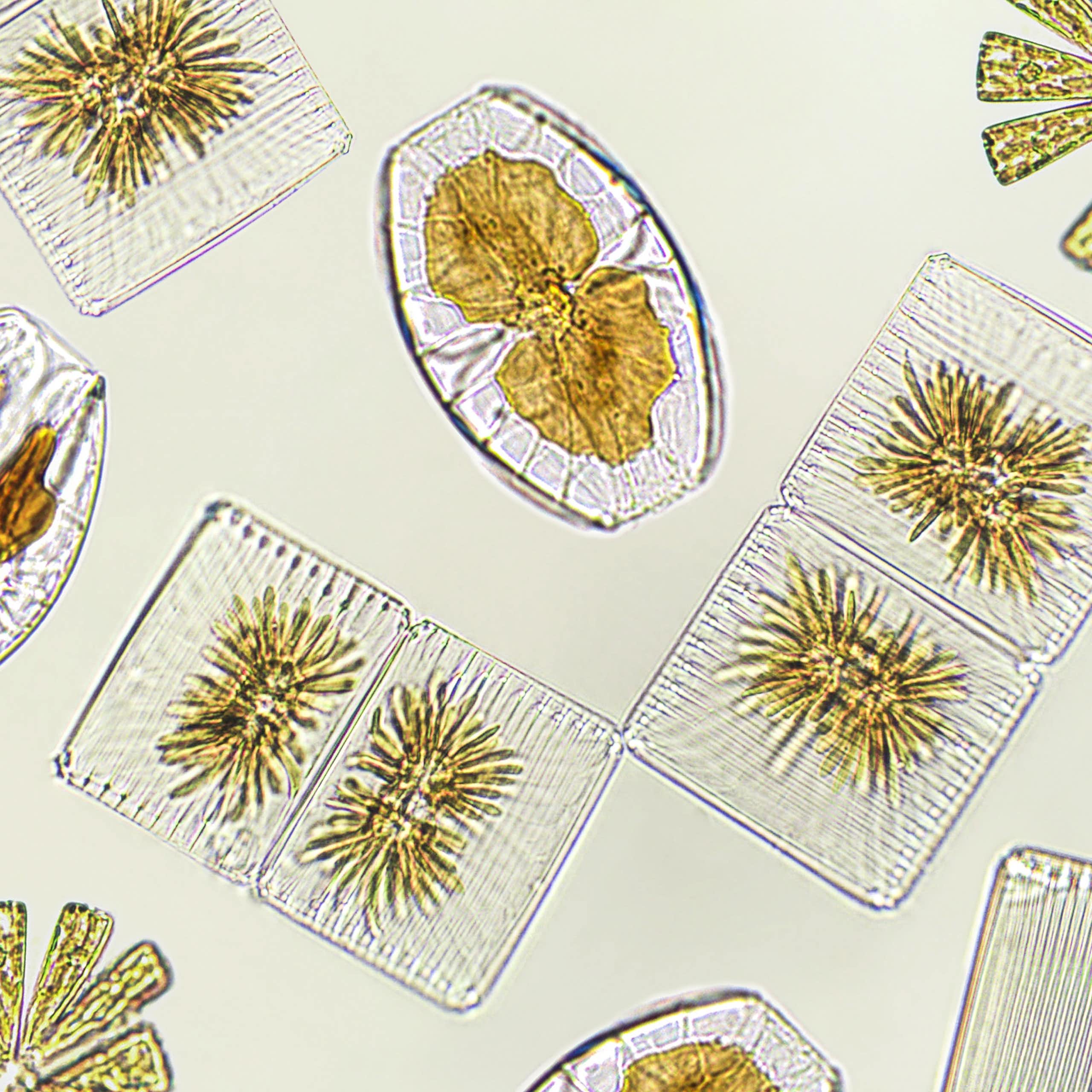 Los bosques de diatomeas guardan secretos de hace millones de años