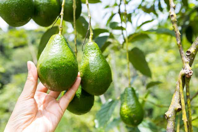 female hand reaching out to pick one of three ripe green avocado fruits hanging from tree