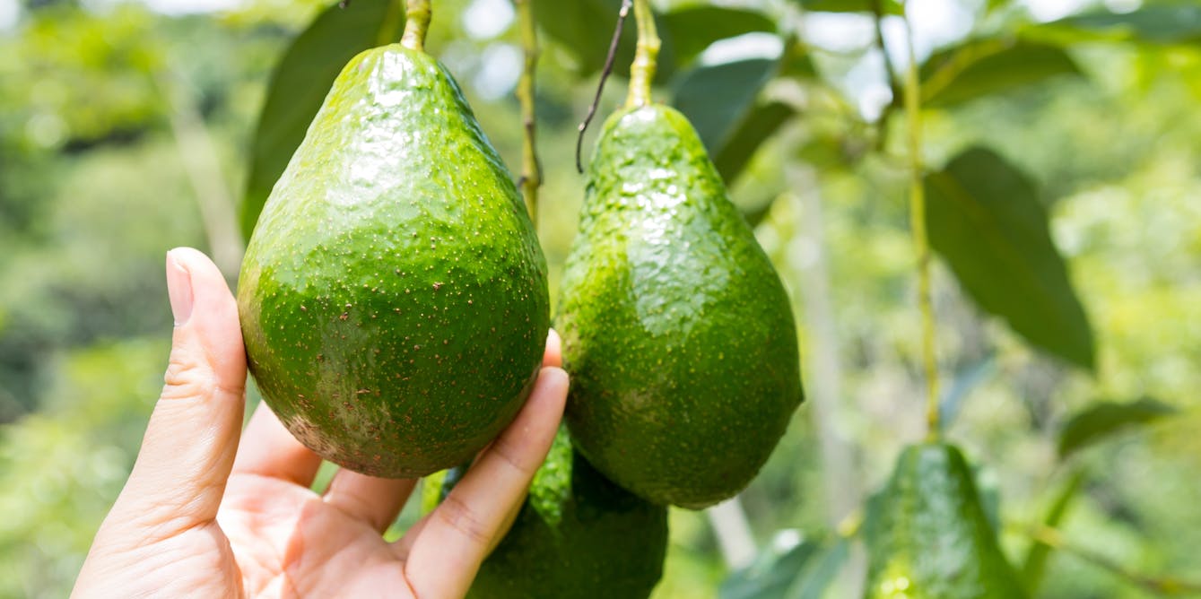 What actually makes avocados bad for the environment?