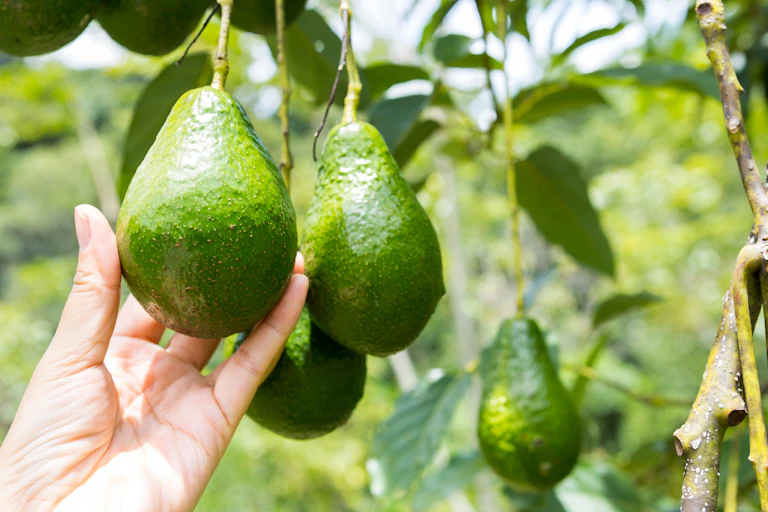 female hand reaching out to pick one of three ripe green avocado fruits hanging from tree
