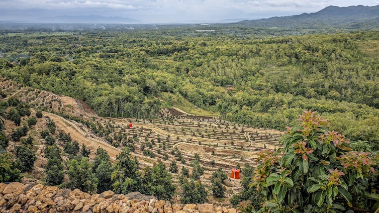 wide shot of terraced farmed crop, avocado green trees on hillside, hills in background, clear sky