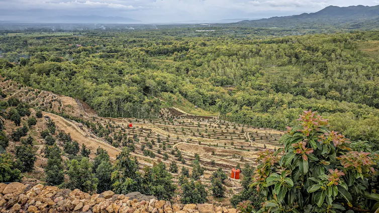 wide shot of terraced farmed crop, avocado green trees on hillside, hills in background, clear sky