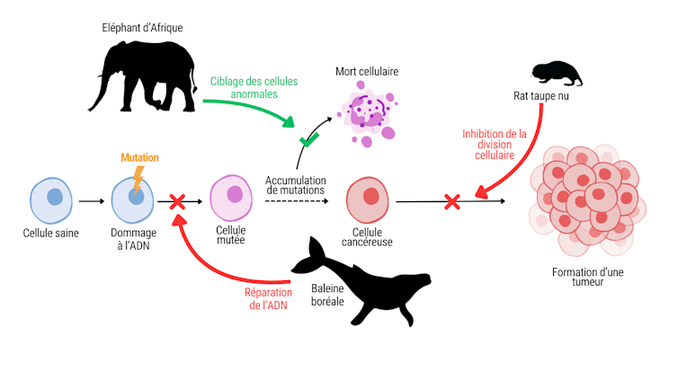 Schéma montrant différents mécanismes de résistance au cancer. L’éléphant d’afrique élimine les cellules anormales, la baleine boréale prévient les mutations et le rat taupe nu empêche les cellules de proliférer