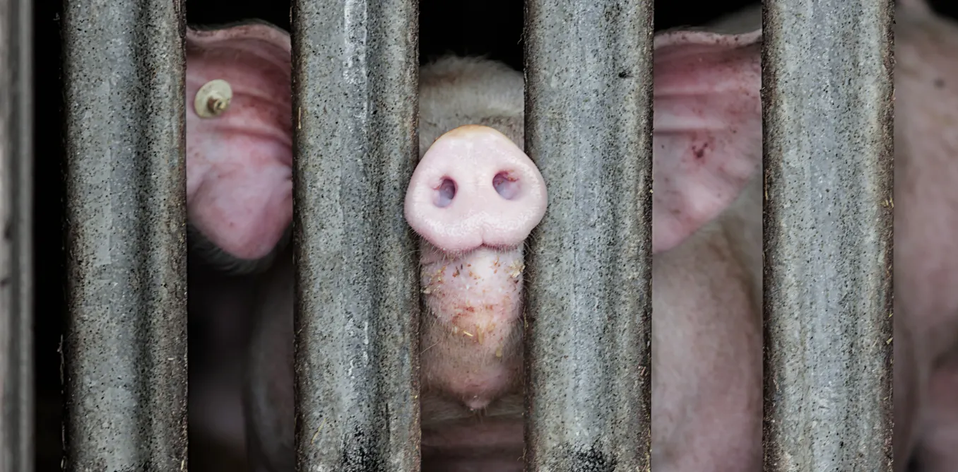 are there better ways to manage the disease than Italy’s mass pig culls? are there better ways to manage the disease than Italy’s mass pig culls?