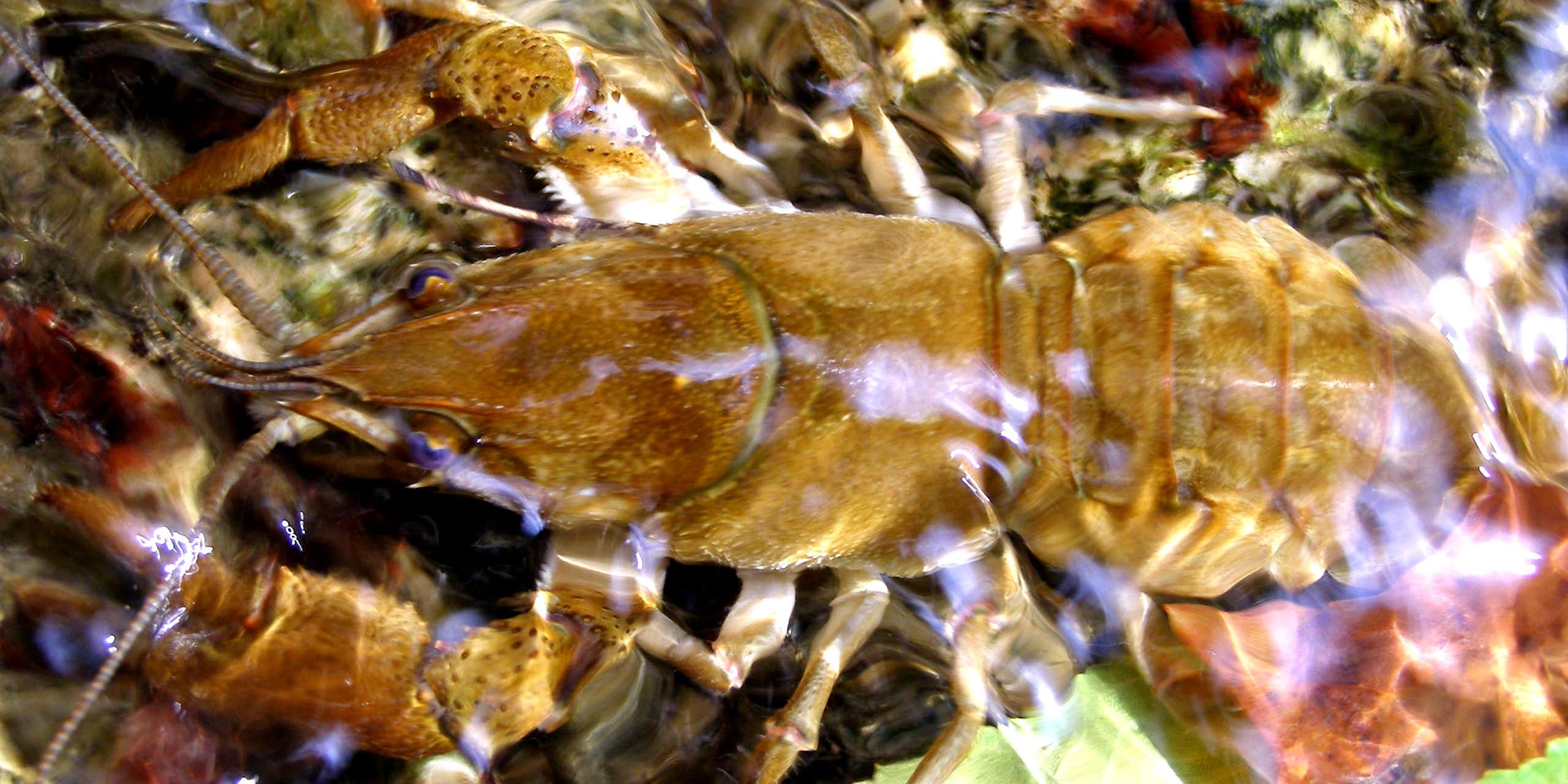 Cuando se protege al invasor: el caso del cangrejo de río italiano