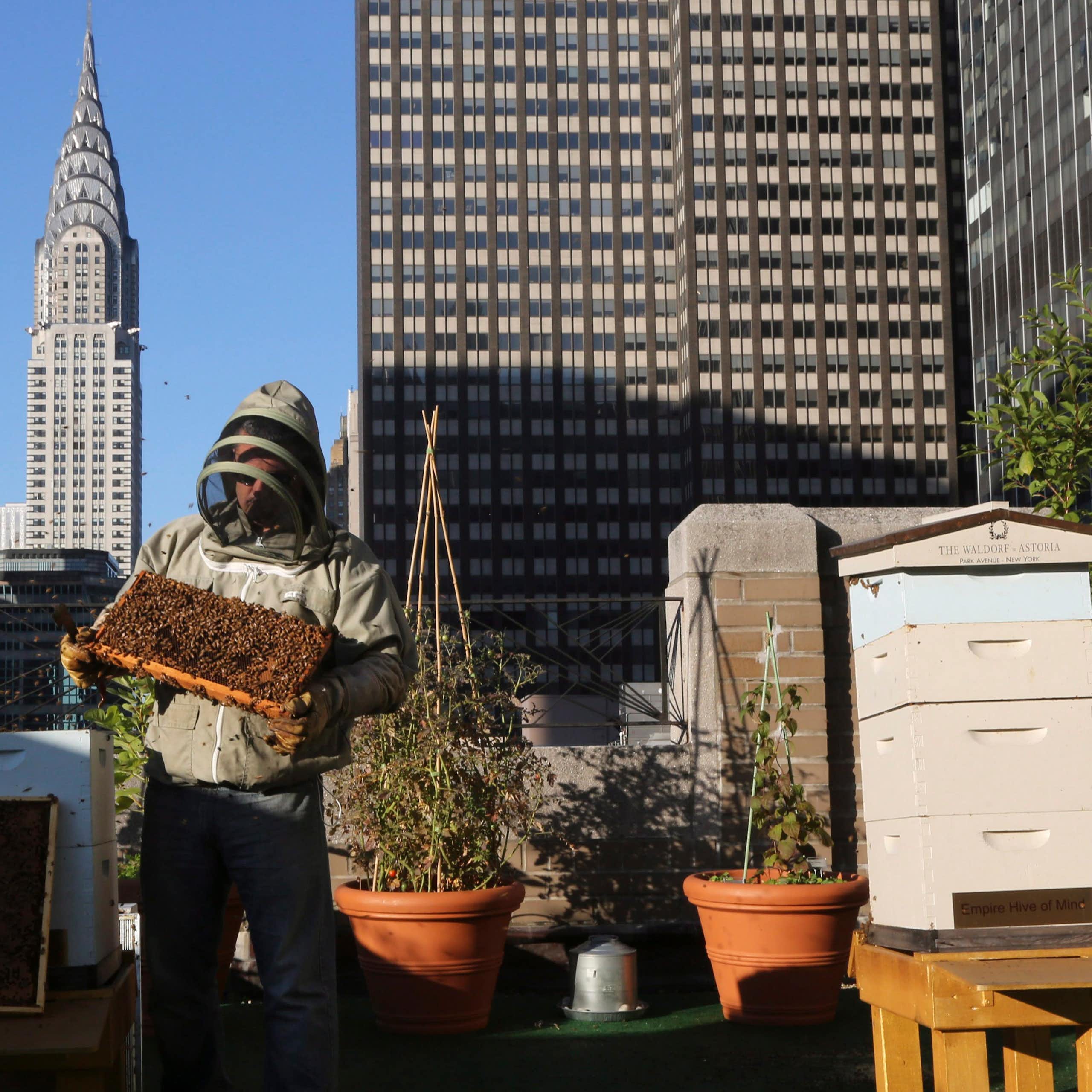 A beekeeper stands on a roof.