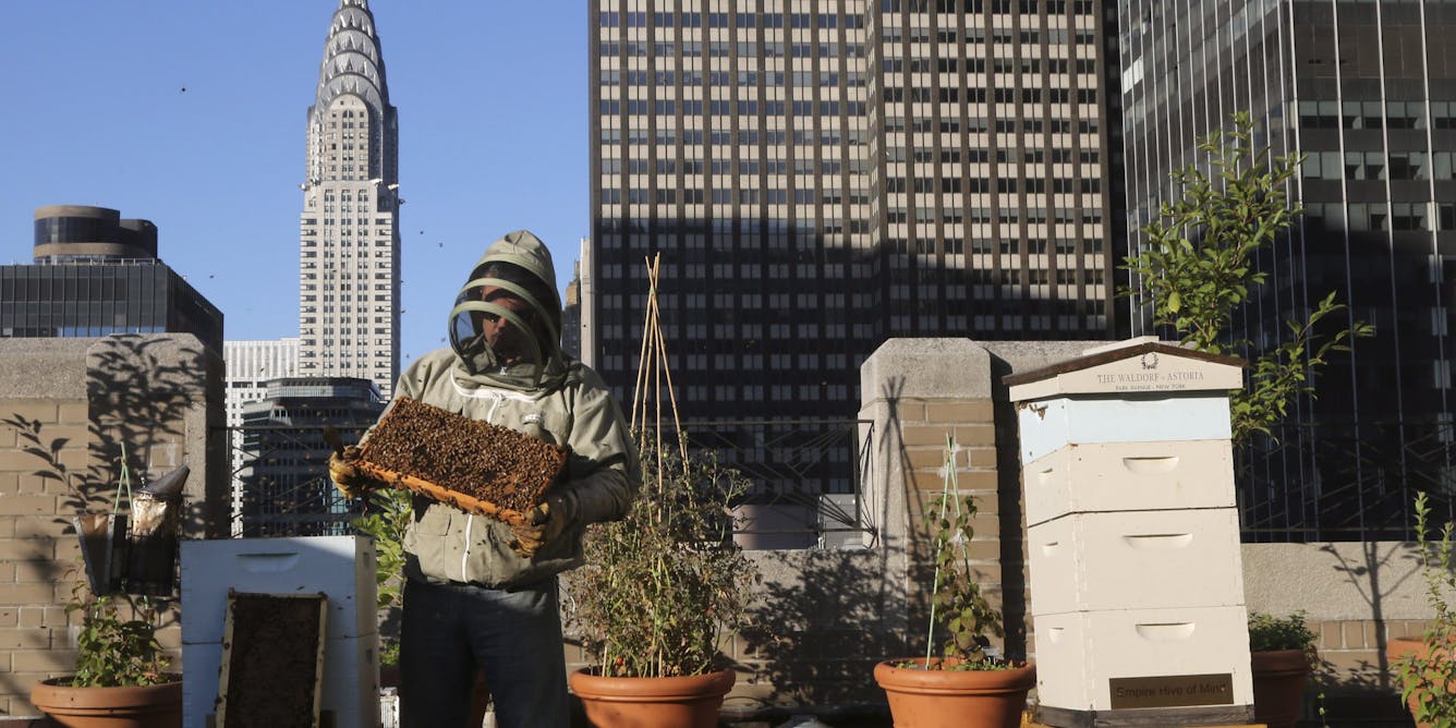 How the health of honeybee hives can inform environmental policies in Canadian cities
