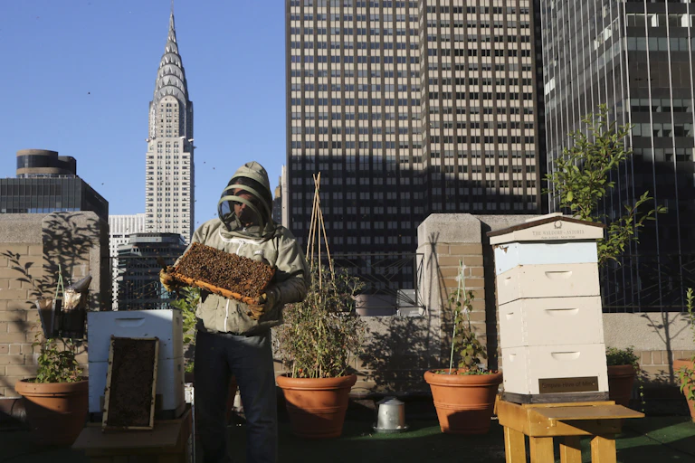 A beekeeper stands on a roof.