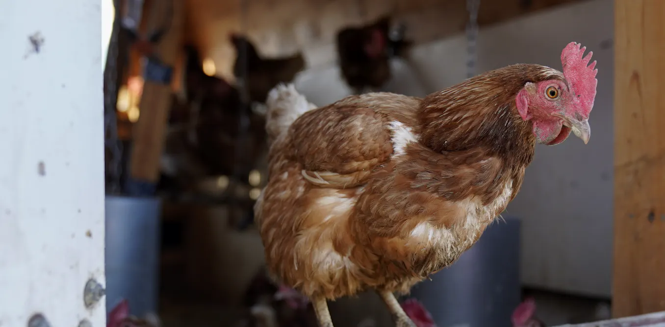 Now is the time to take action on H5N1 avian flu, because the stakes are enormous Now is the time to take action on H5N1 avian flu, because the stakes are enormous