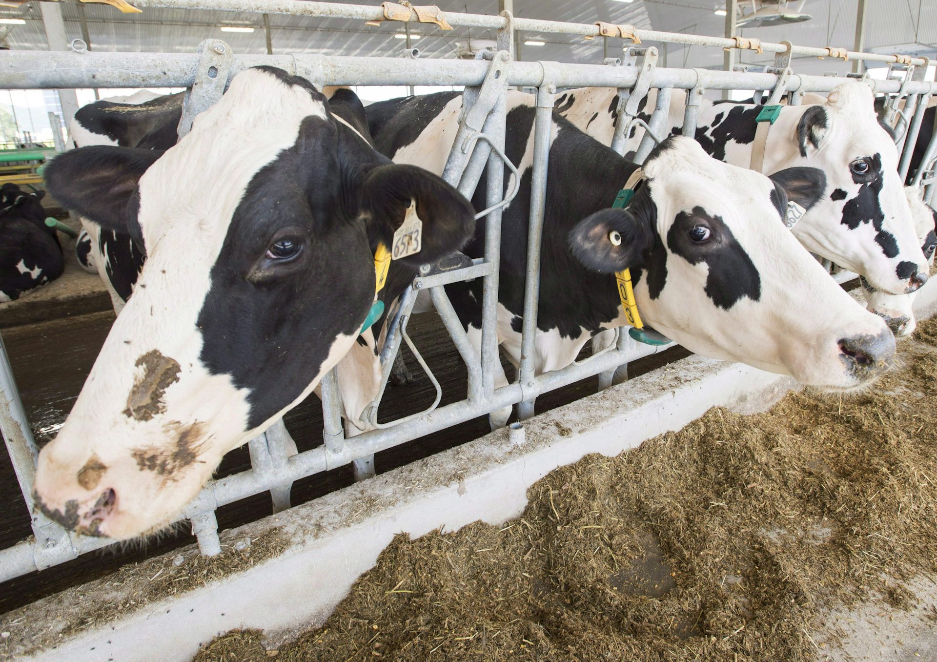 A row of black and white cows