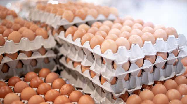 Large trays of fresh eggs stacked