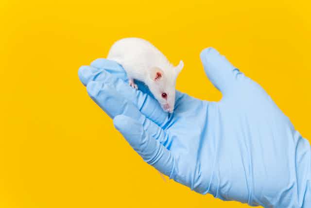 Researcher wearing blue glove holding white mouse in palm against yellow background