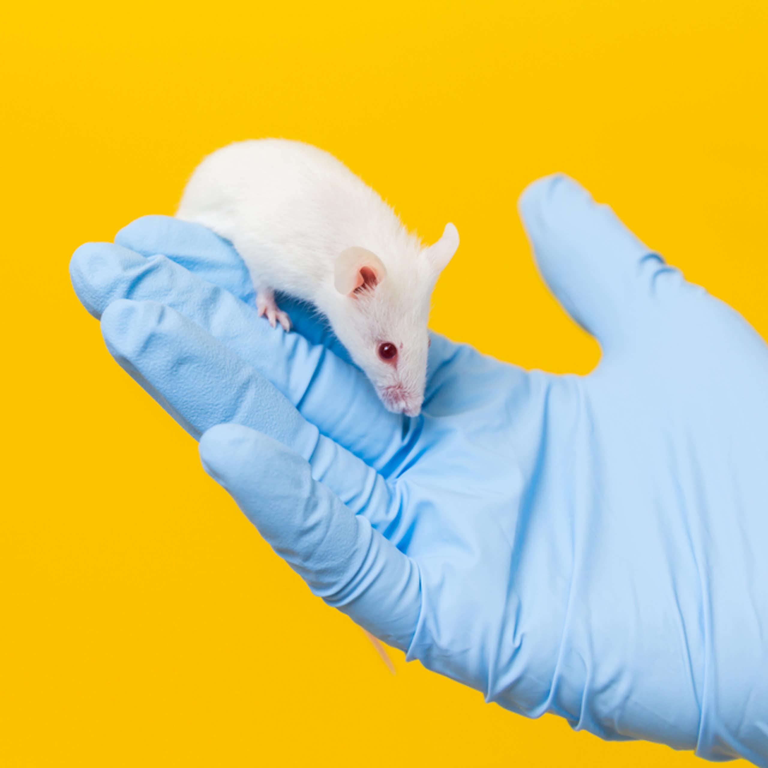 Researcher wearing blue glove holding white mouse in palm against yellow background