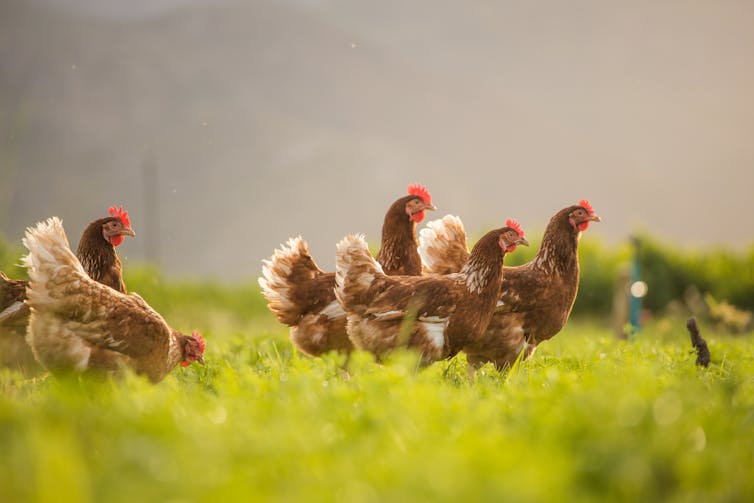 free-range egg-laying chickens walk in a field
