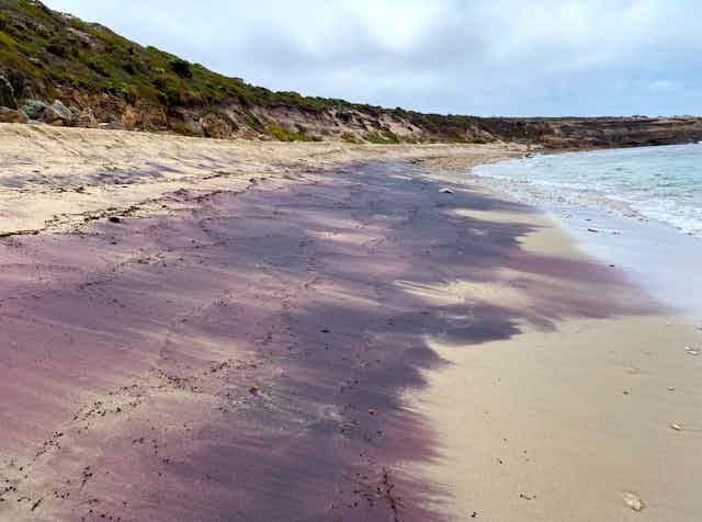 Photo of a beach with patches of pink-purple sand.