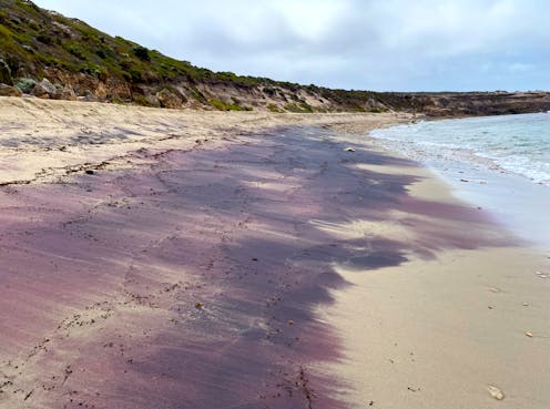 South Australia’s enigmatic pink sand was born in ice-covered Antarctic mountains, new research shows