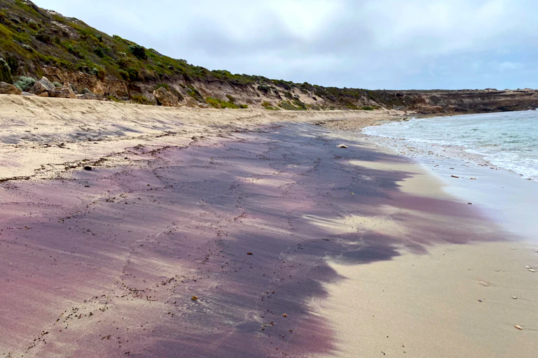 Photo of a beach with patches of pink-purple sand.
