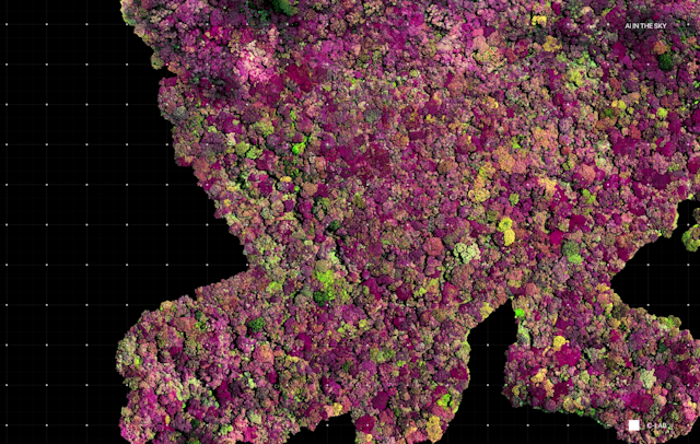 Aerial view of forest, plants highlighted in purple and green