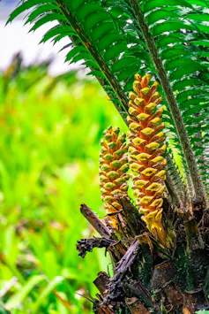 Close up of cyad with yellow cones.