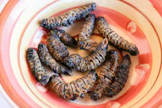 A bowl of fried mopane worms, which are edible