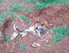 A dead skeleton of a cow lies in a muddy hollow in the ground