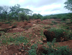 A wide stretch of land with trees but pits and large holes have been dug everywhere