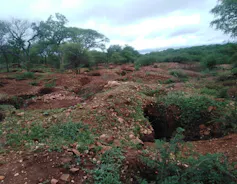 A wide stretch of land with trees but pits and large holes have been dug everywhere