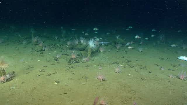 An image of the seabed.
