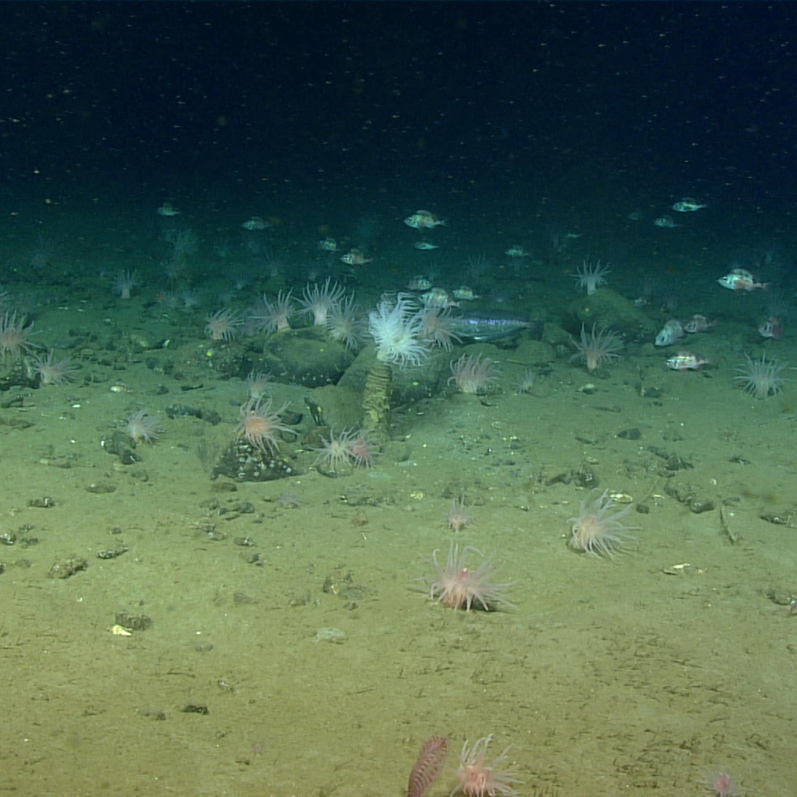 An image of the seabed.