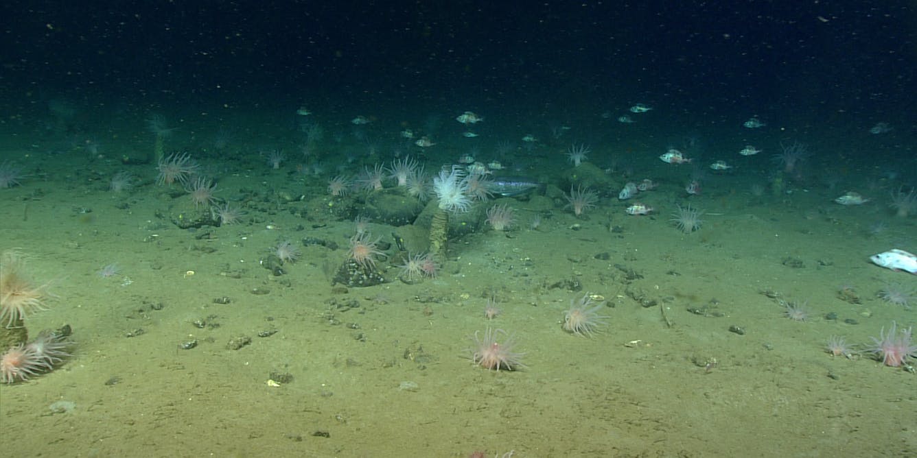 New research sheds lights on the huge carbon store in Canada’s seabed