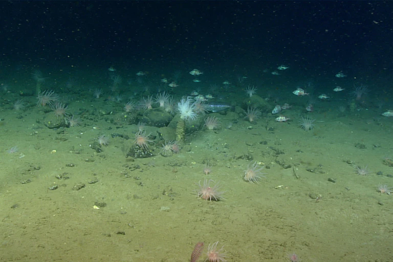 An image of the seabed.