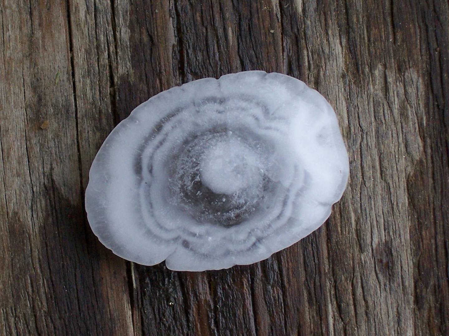 A sliced-open a hailstone lying on a table shows several wavy rings like tree rings