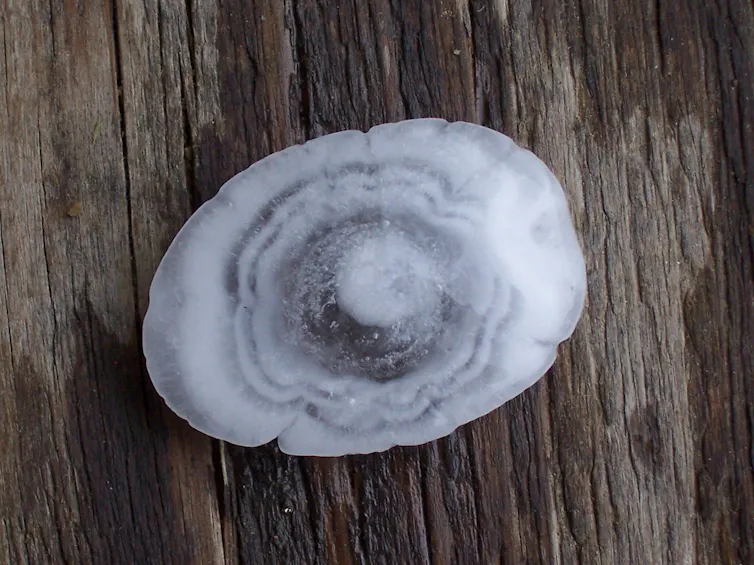 A sliced-open a hailstone lying on a table shows several wavy rings like tree rings