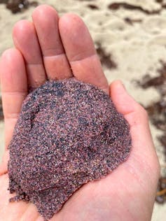 A photo of a person holding a handful of dark pinkish-red sand.
