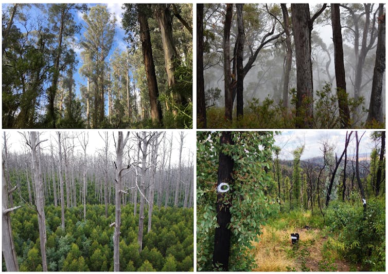 images of mountain ash and mixed species forests before and after fire