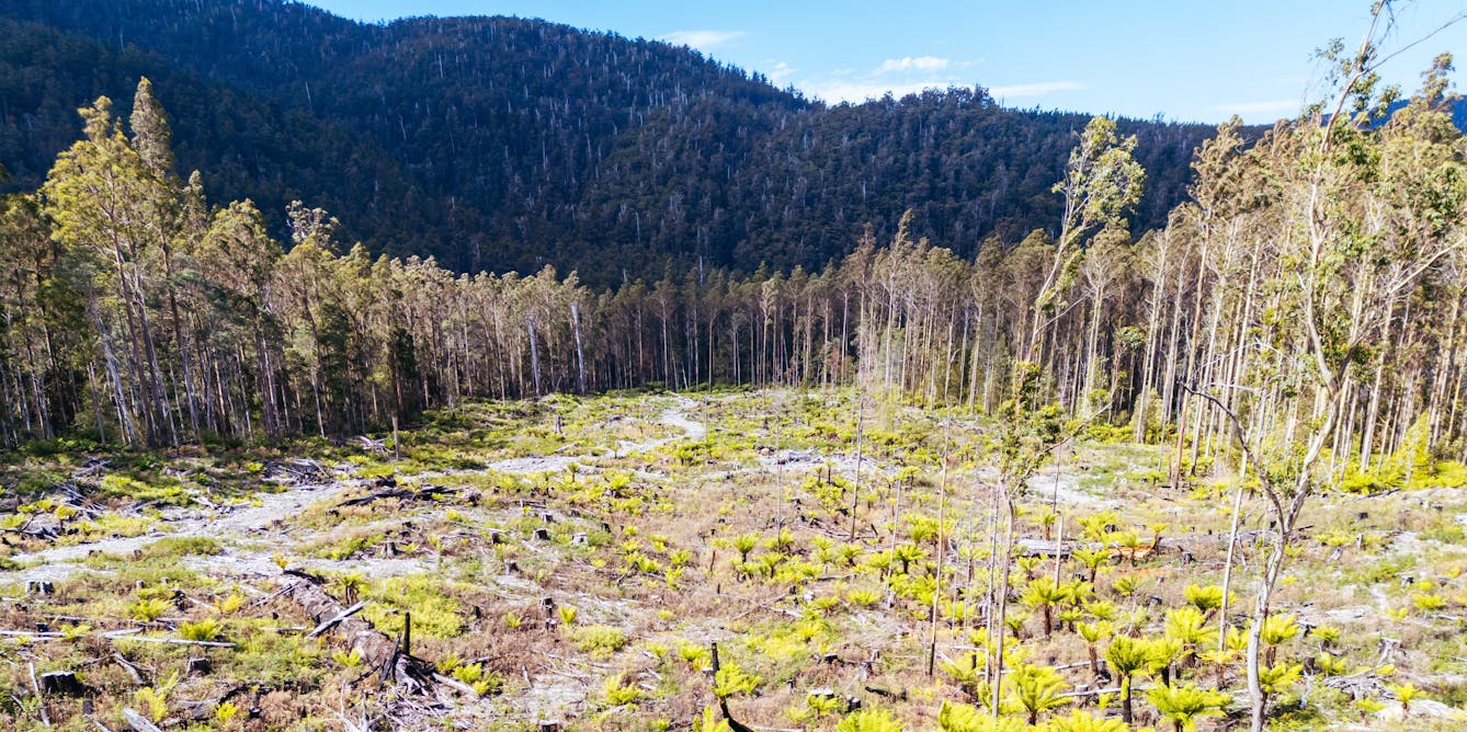 Ending native forest logging would help Australia’s climate goals much more than planting trees