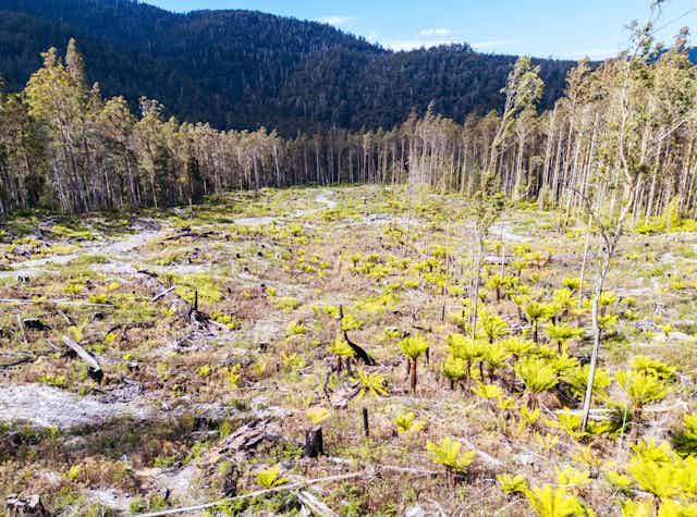 logging in tasmania