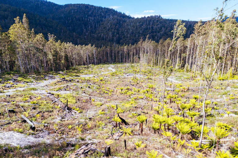 logging in tasmania