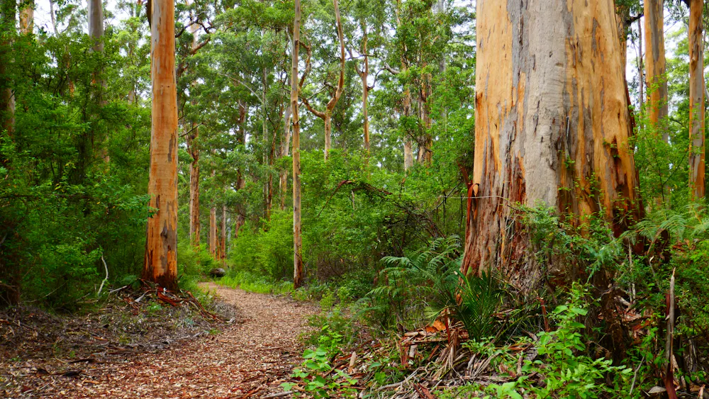 Native Forest Images Ending native forest logging would help Australia’s climate goals much ...